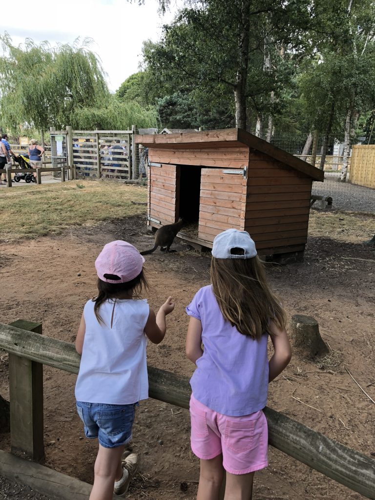 wallaby-fun