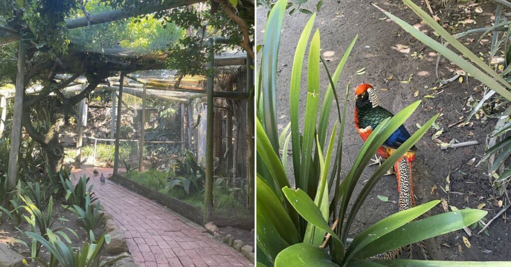 Bird Park and Monkey Sanctuary pics