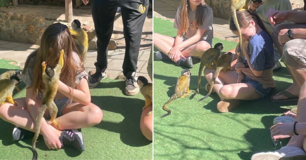 monkey interaction experience in cape town