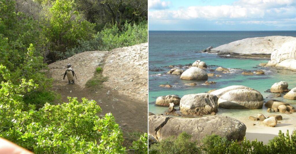 Boulders Beach Cape Town