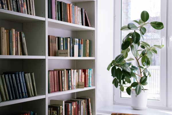 plants bring light into your home