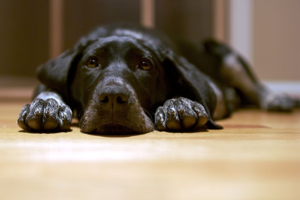 keep your wood floors clean for dogs
