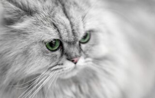 a close up of a cat with green eyes