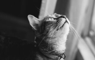 tabby cat looking upwards