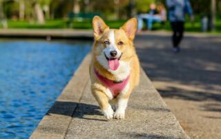 Cute corgi walking joyfully by the pond in the park on a sunny day.