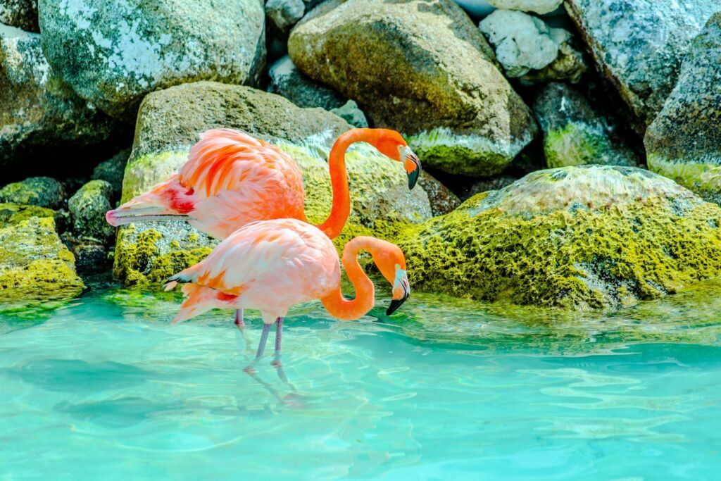 pink flamingos on water during daytime in aruba