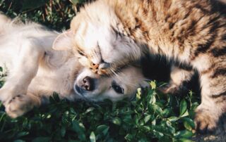 white dog and gray cat hugging each other on grass