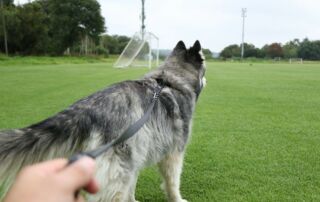 person holding gray leash of long-coated white and gray dog